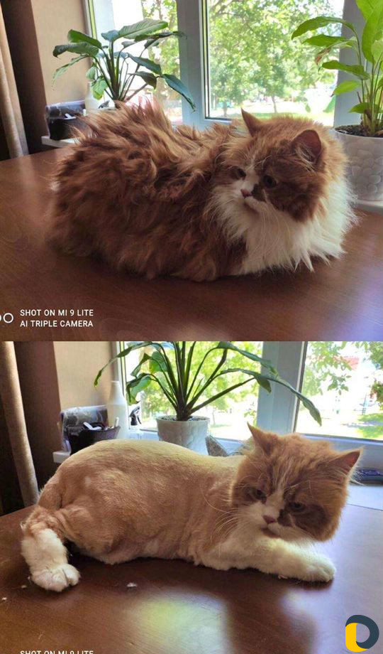 Стрижка собак и кошек