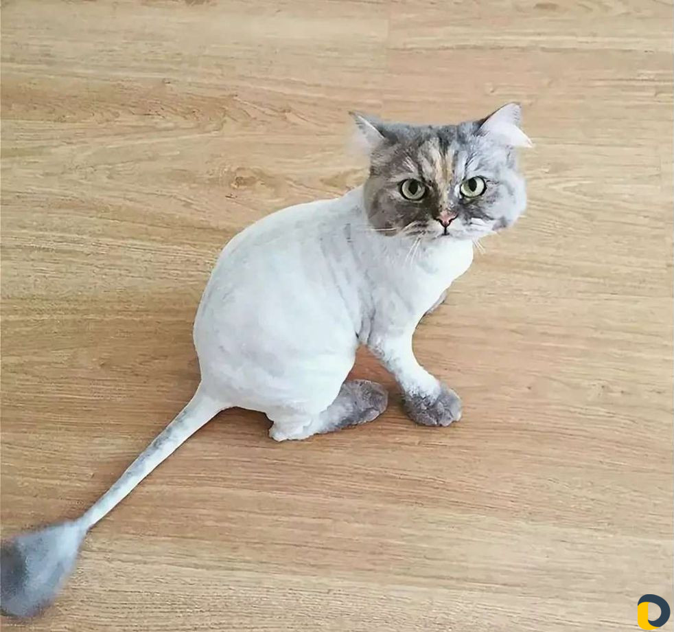 Стрижка собак и кошек