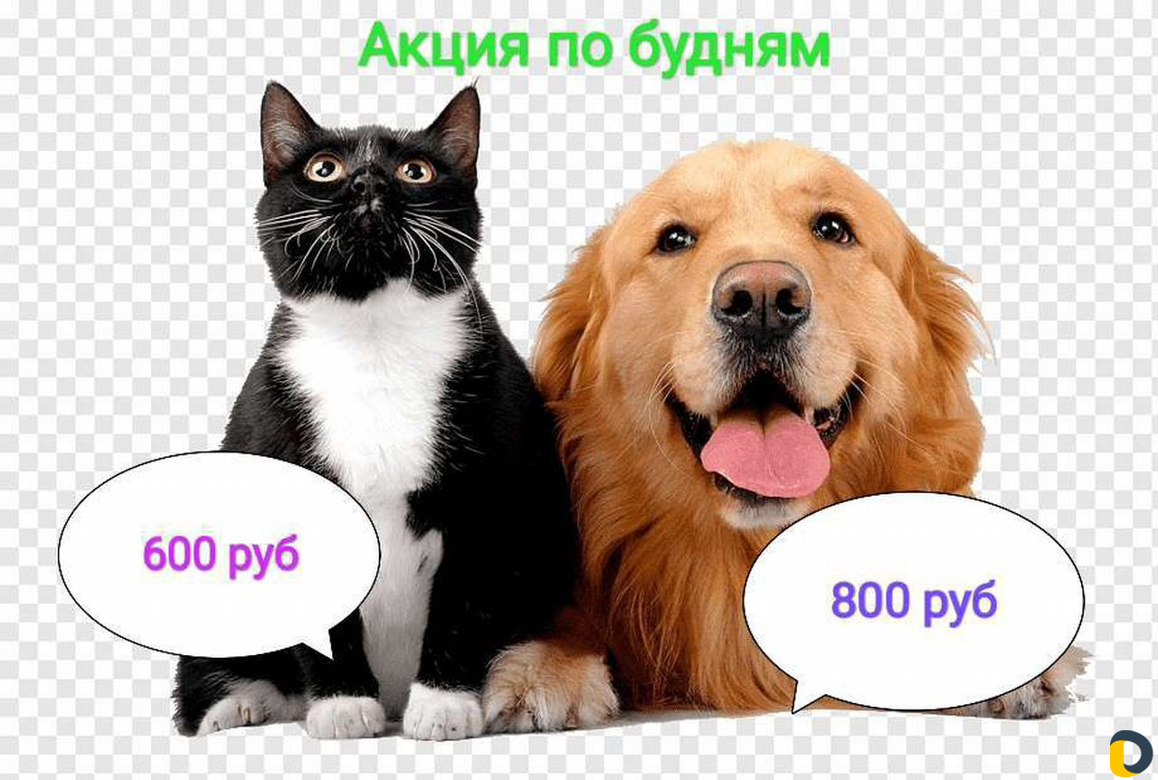 Стрижка собак и кошек