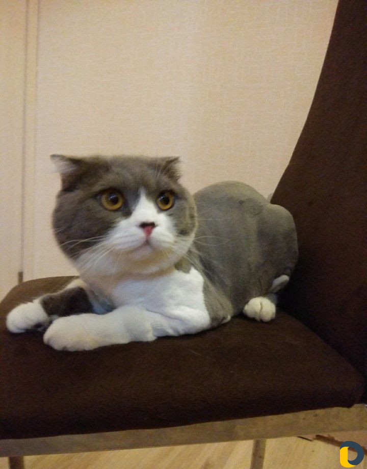 Стрижка собак и кошек