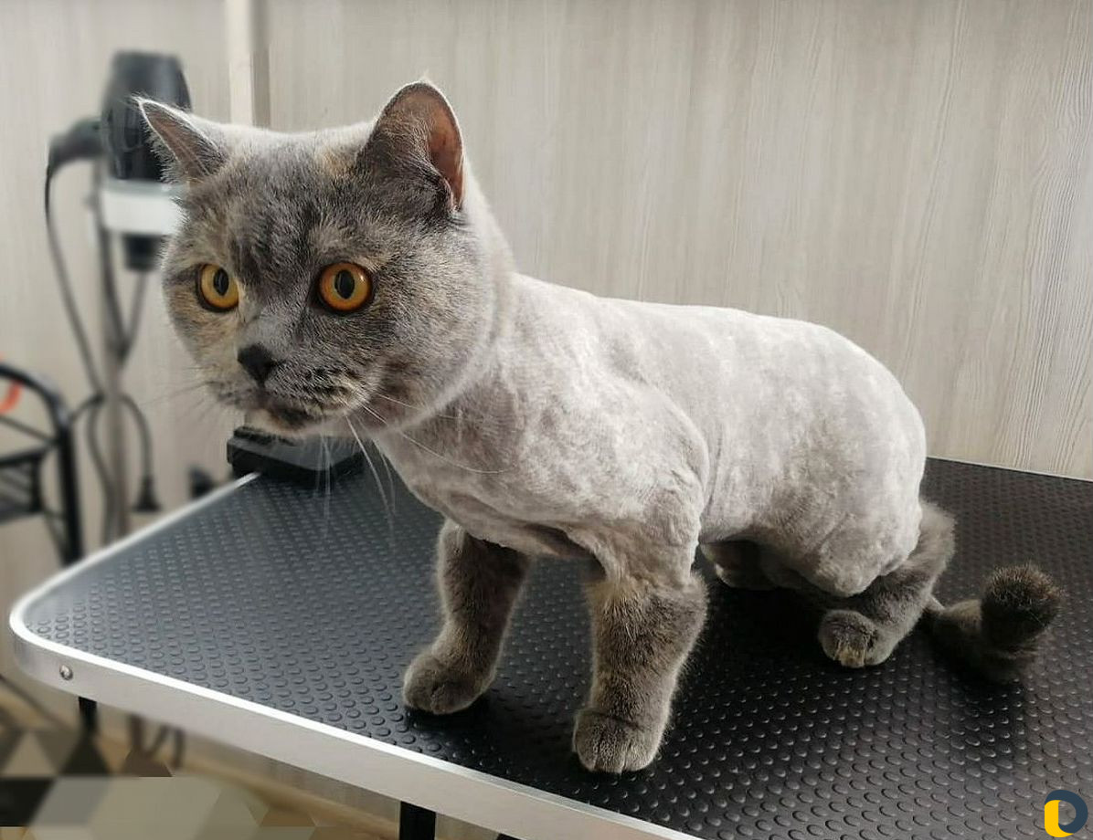 Стрижка собак и кошек, в салоне и на выезде