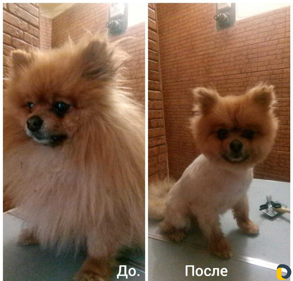 Стрижка собак и кошек