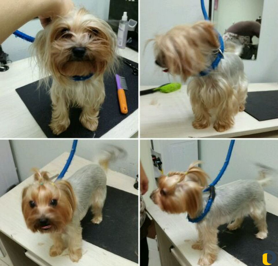 Стрижка собак и кошек