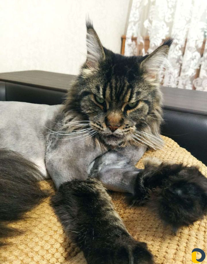 Стрижка собак и кошек