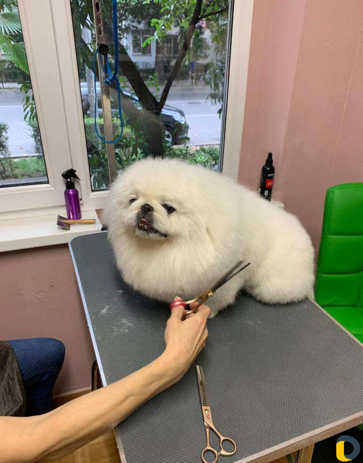 Стрижка собак и кошек