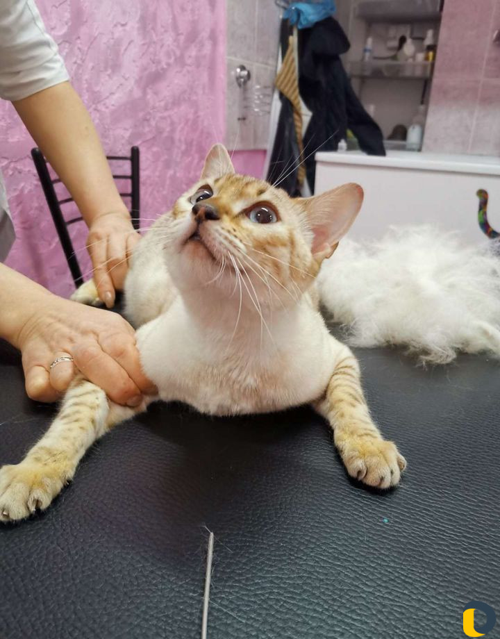 Стрижка собак и кошек