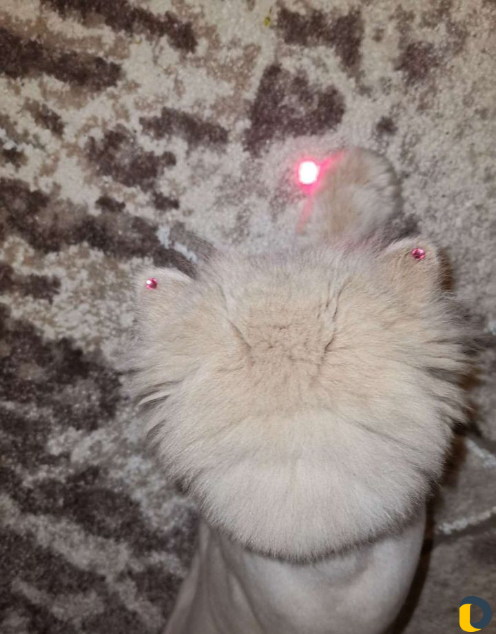 Стрижка собак и кошек