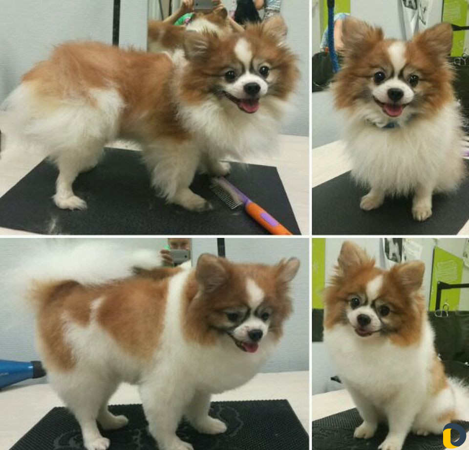 Стрижка собак и кошек