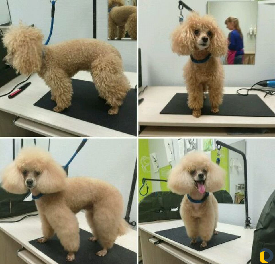 Стрижка собак и кошек