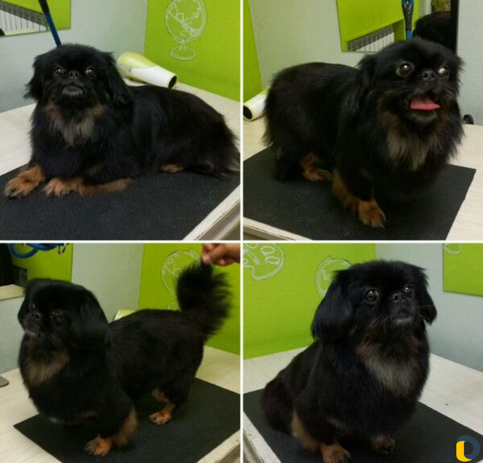 Стрижка собак и кошек