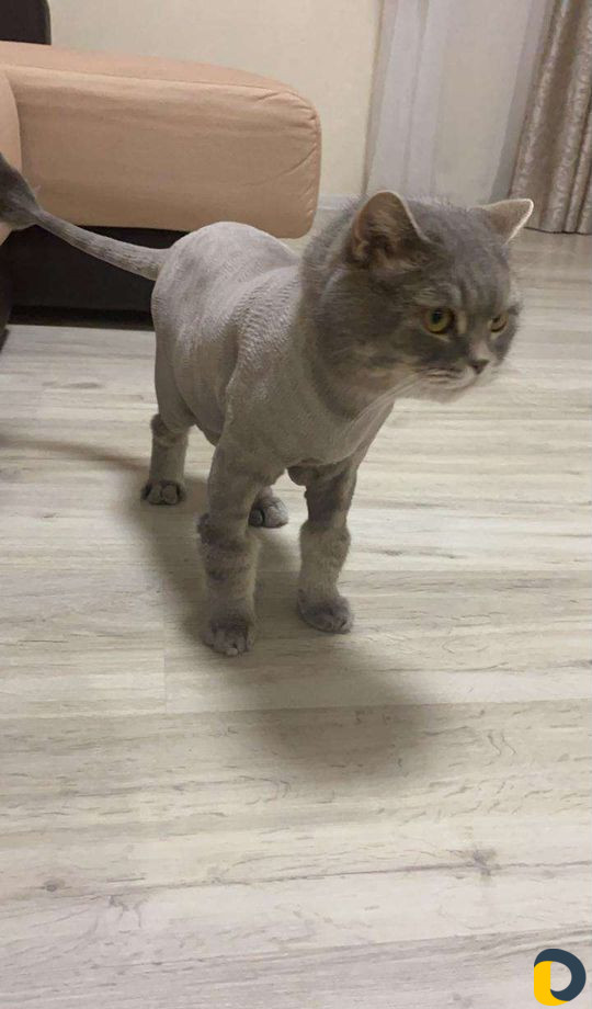 Стрижка собак и кошек