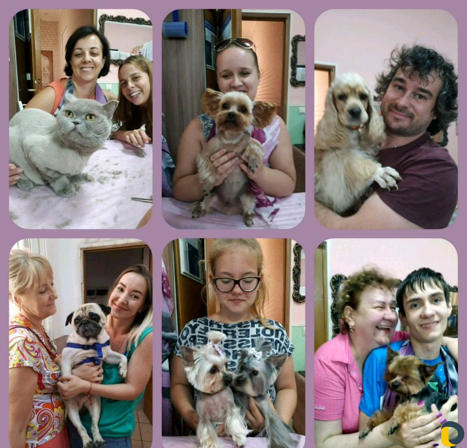 Стрижка собак и кошек в Сочи