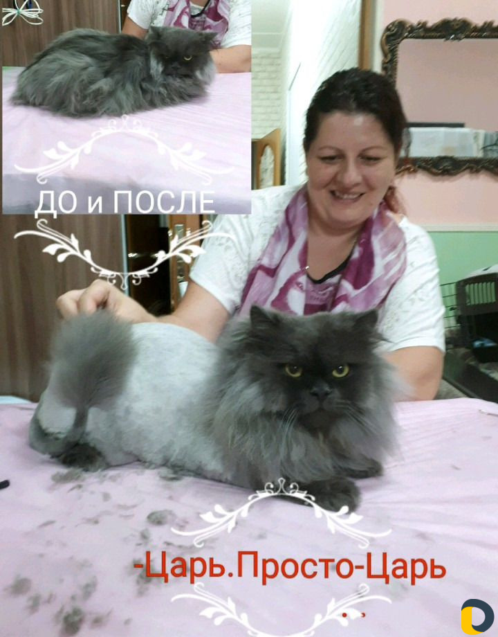 Стрижка собак и кошек в Сочи