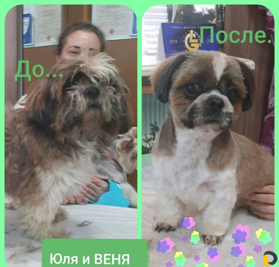 Стрижка собак и кошек в Сочи