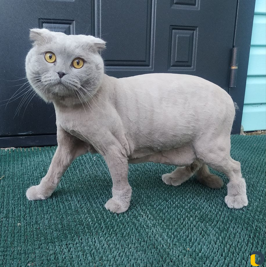 Стрижка собак, кошек. Передержка
