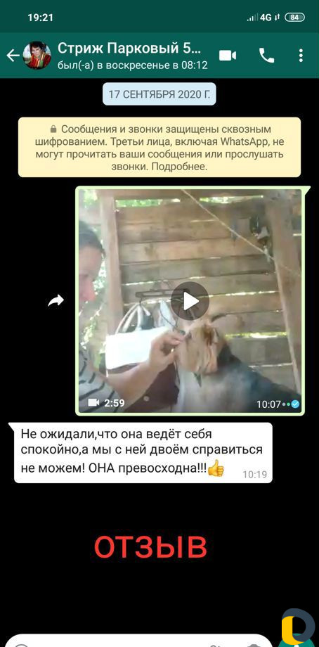 Стрижка собак, кошек. Передержка
