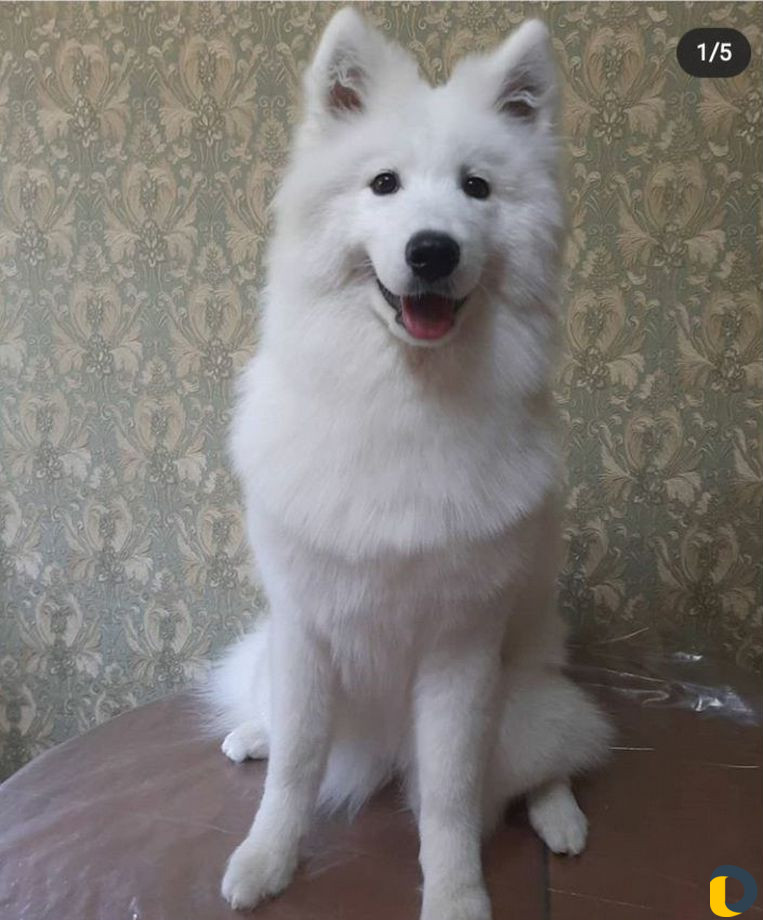 Стрижка собак Стрижка кошек