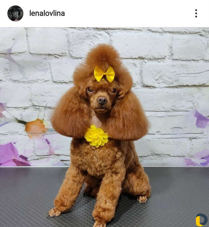 Стрижка собак