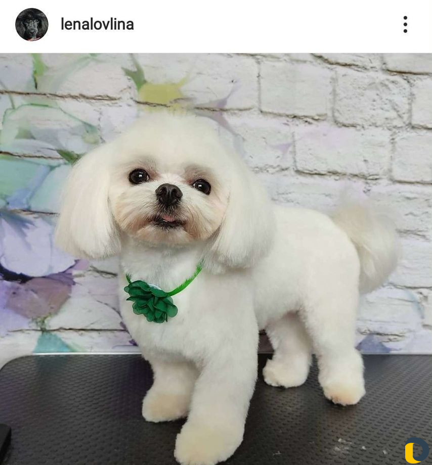 Стрижка собак