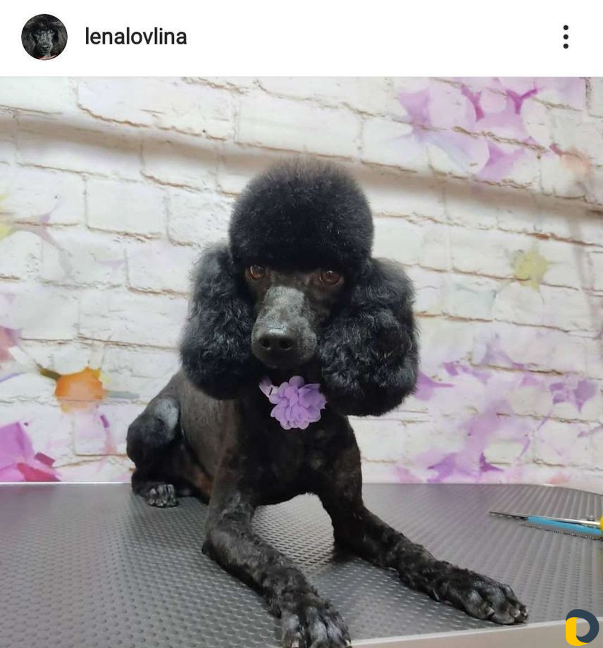 Стрижка собак