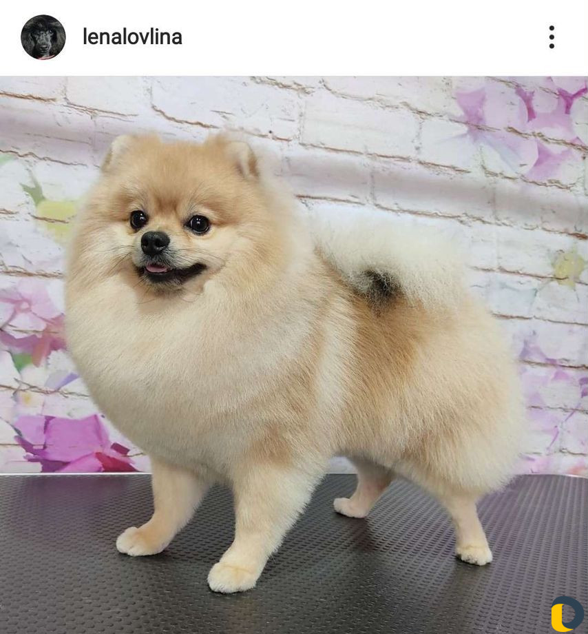 Стрижка собак