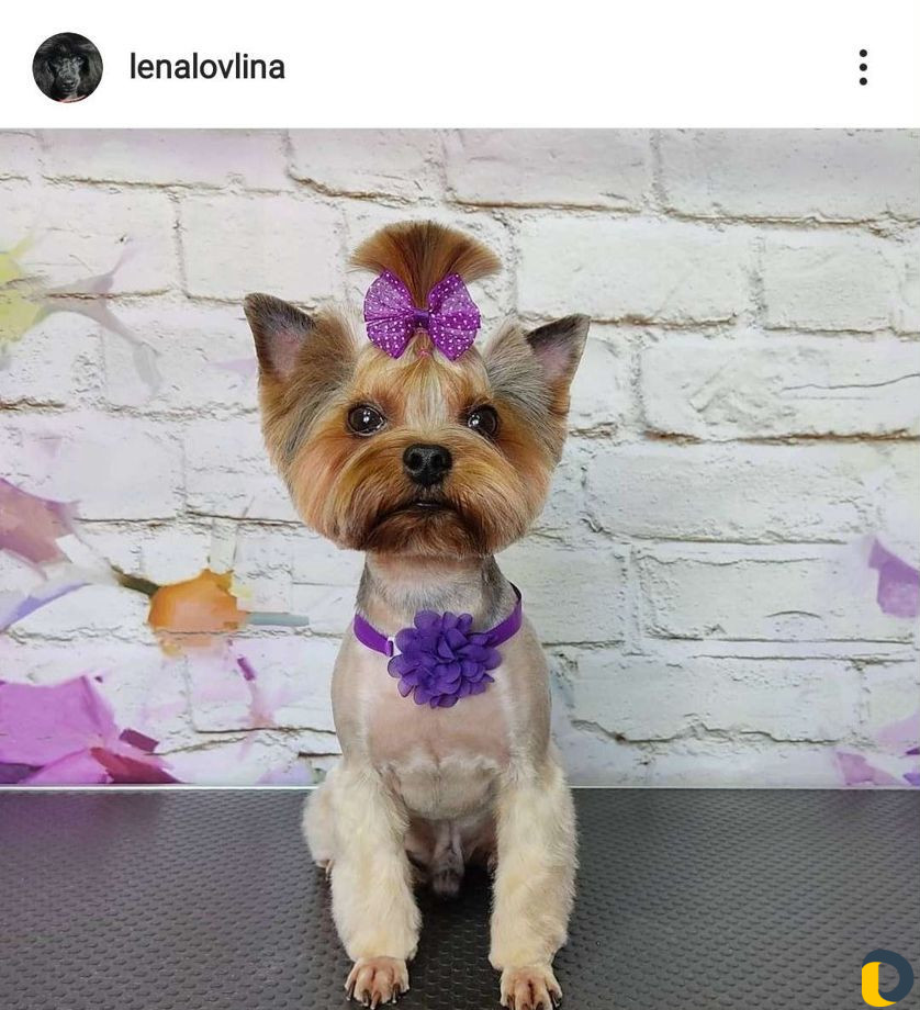 Стрижка собак