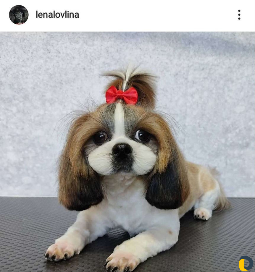 Стрижка собак