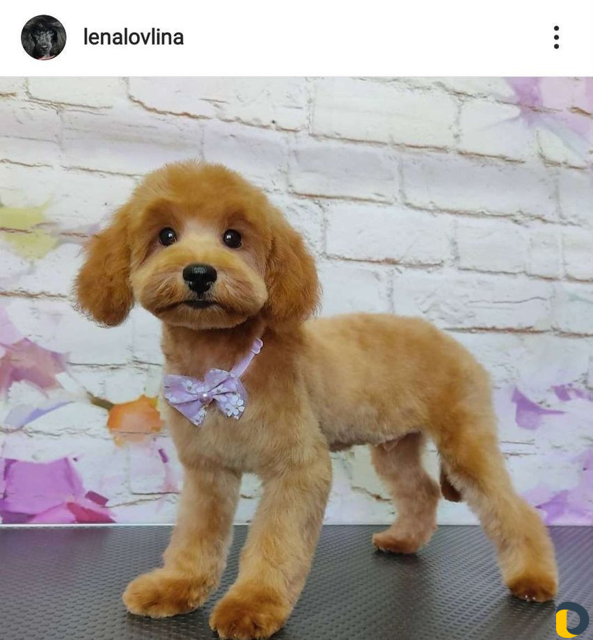 Стрижка собак