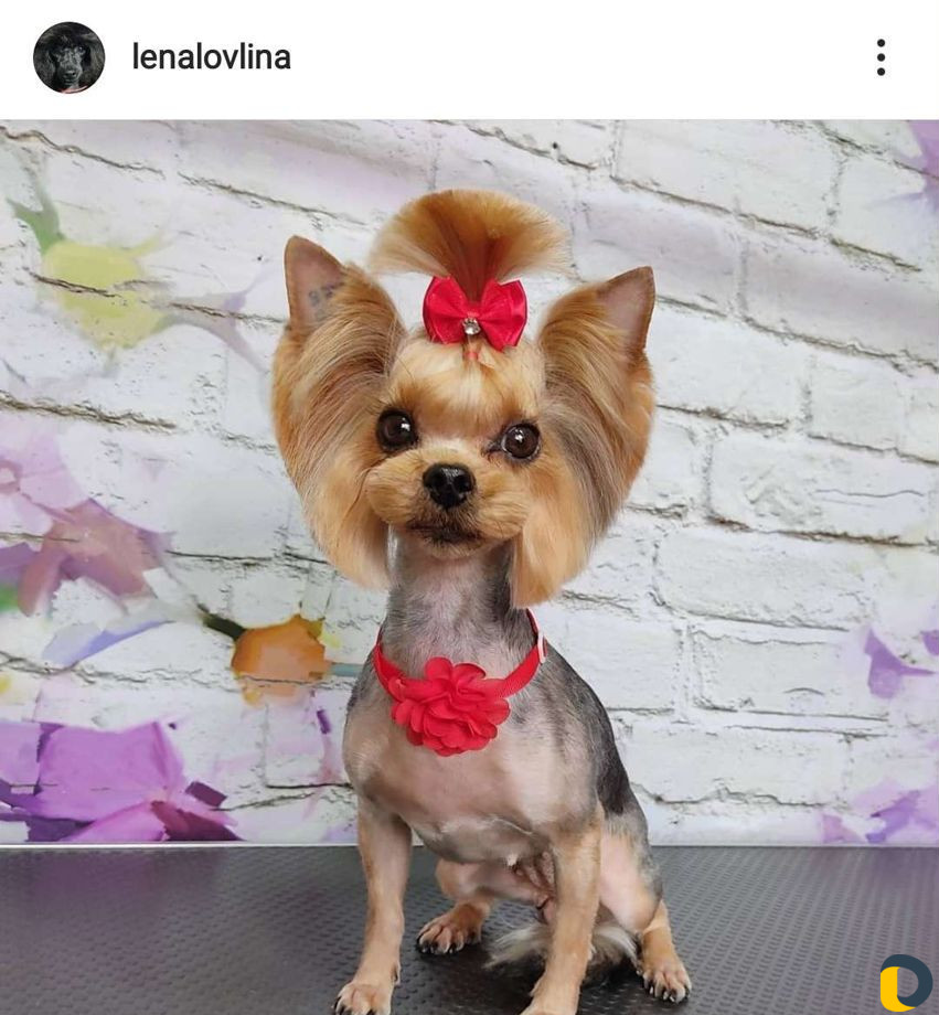 Стрижка собак