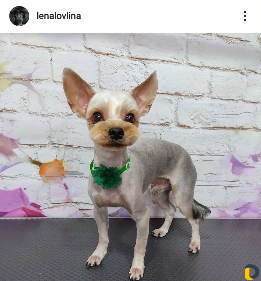 Стрижка собак