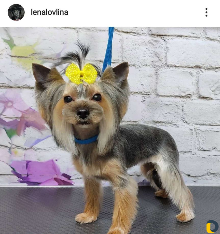 Стрижка собак