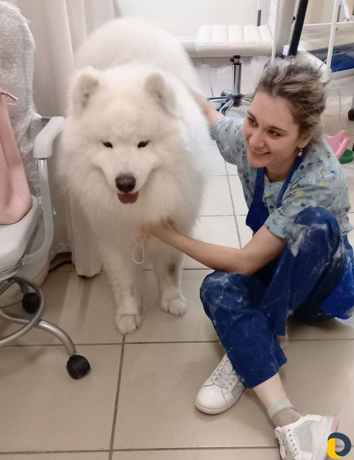 Стрижка животных