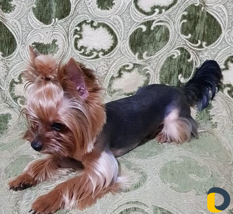 Стрижка животных