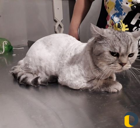 Стрижка животных