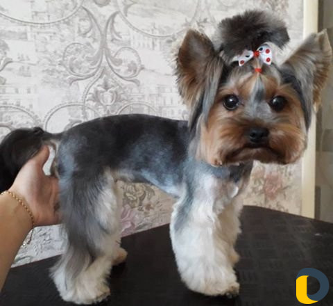 Стрижка животных