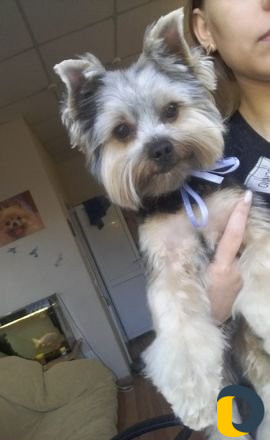 Стрижка животных