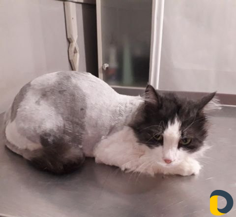 Стрижка животных