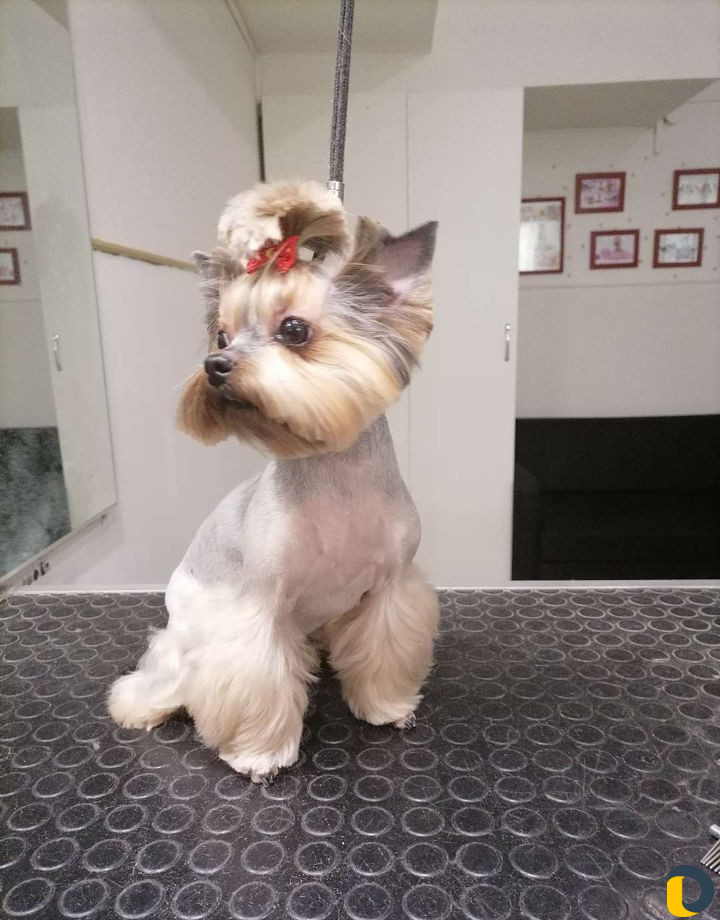 Стрижка животных