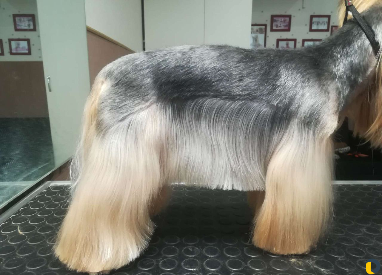 Стрижка животных