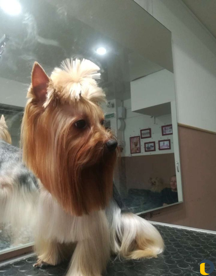 Стрижка животных