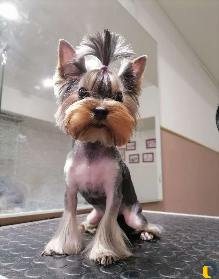 Стрижка животных
