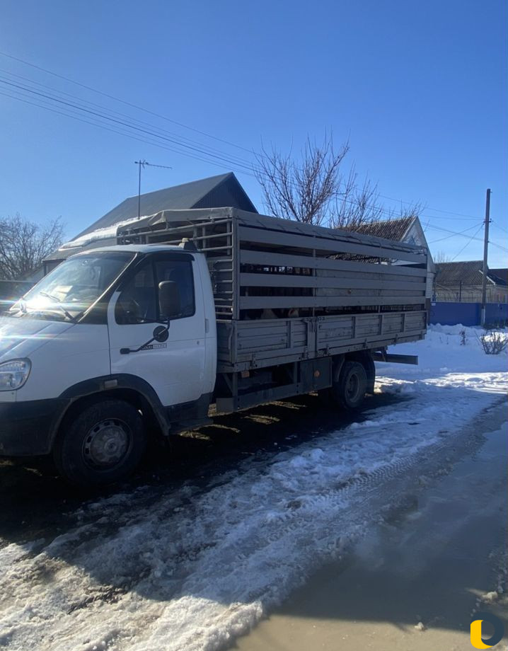 Свиньи, крс