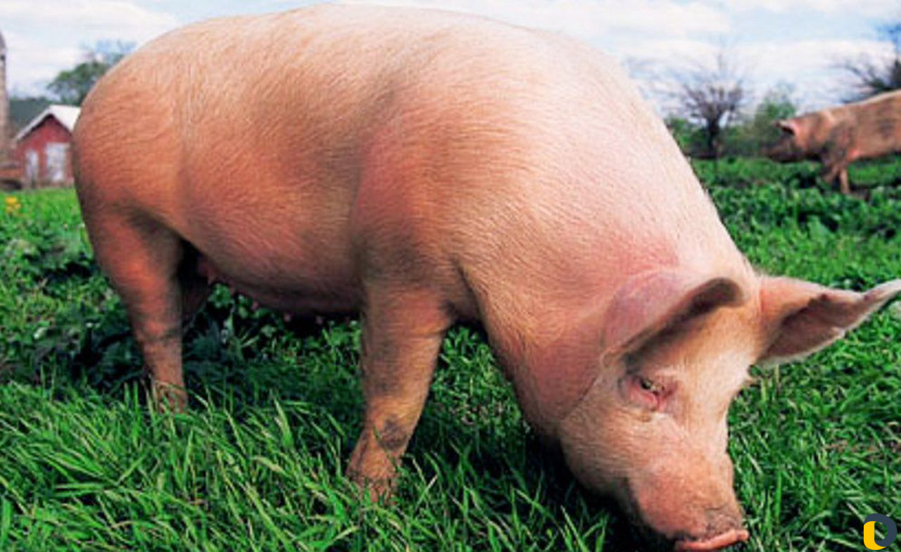 Свиньи, крс