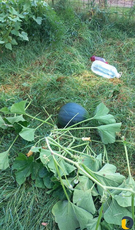 Уборка расчистка участка