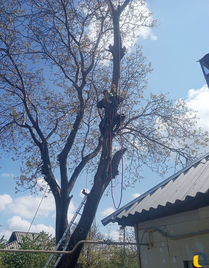 Удаление деревьев (спил)