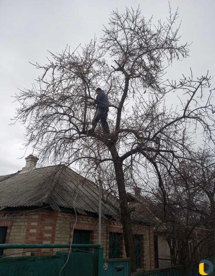 Удаление деревьев (спил)