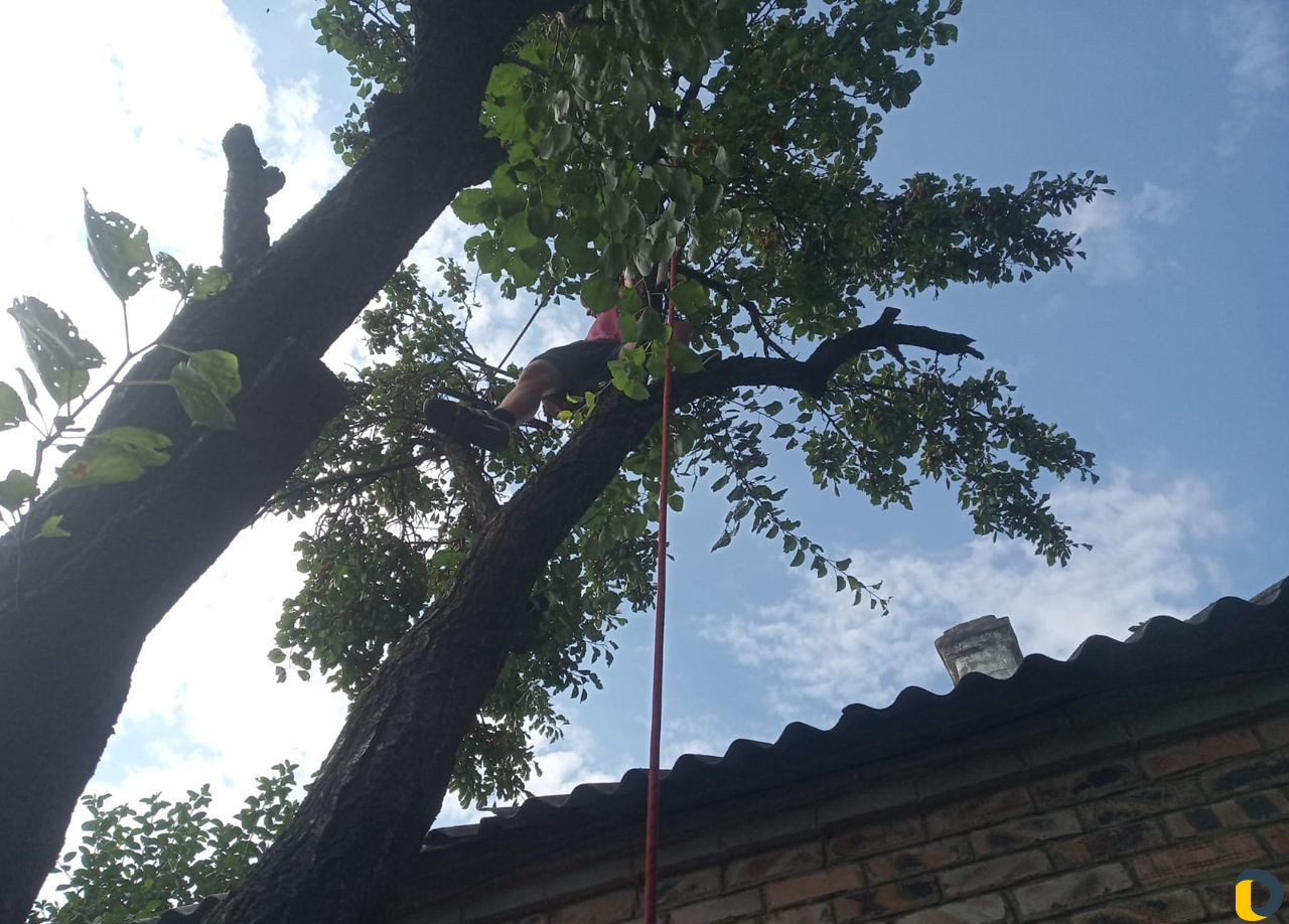 Удаление деревьев (спил)
