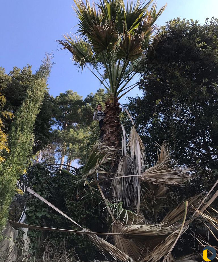 Уход за растениями, арборист, специалист по растен