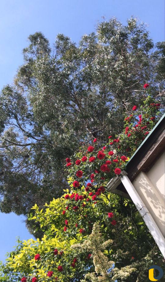 Уход за растениями, арборист, специалист по растен