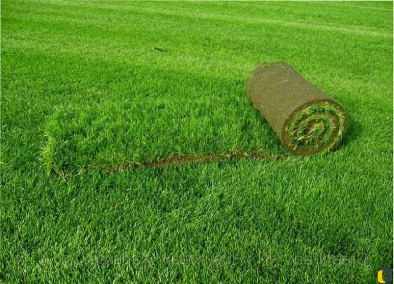 Укладка рулонного газона